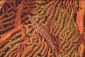 Sea Fan