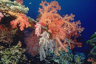 Soft Coral