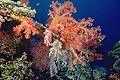 Soft Coral