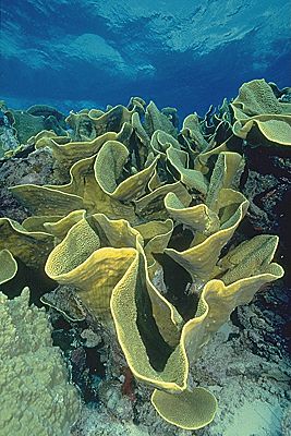Lettuce Coral