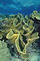 Lettuce Coral