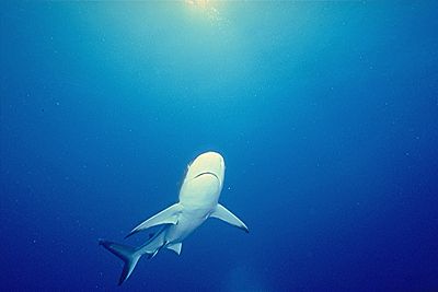 Reef Shark