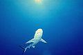 Reef Shark