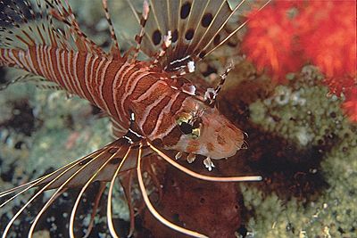 Lionfish