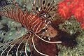 Lionfish