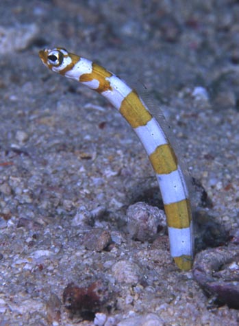 FJ.eel.001