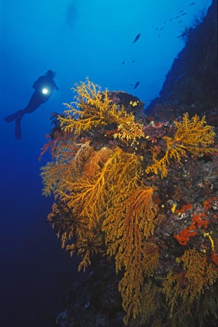 fijidiver1