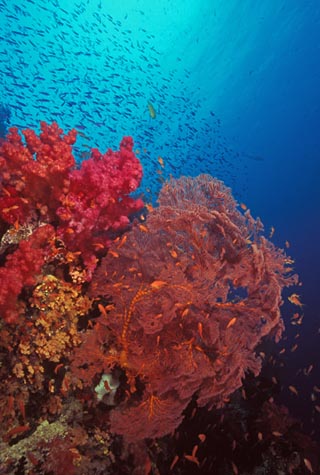 fijiwa