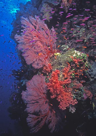 fijiwa1