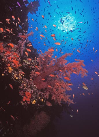 fijiwa3
