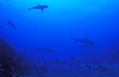 sharkpassfiji