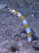 FJ.eel.001