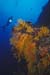 fijidiver1