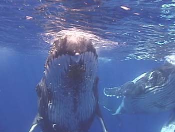 humpback whales